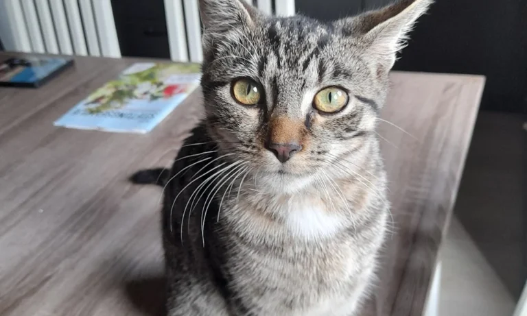 U. Wieboldt Kleintierpraxis