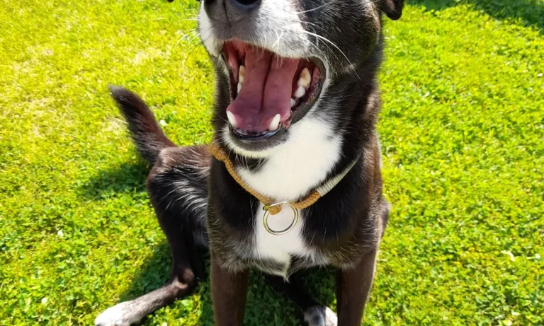 U. Wieboldt Kleintierpraxis