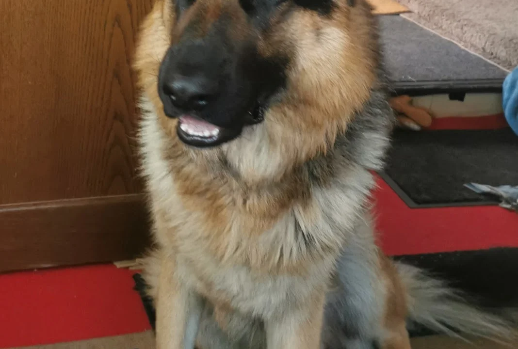 Tierarzt U. Wieboldt Kleintierpraxis Salzgitter