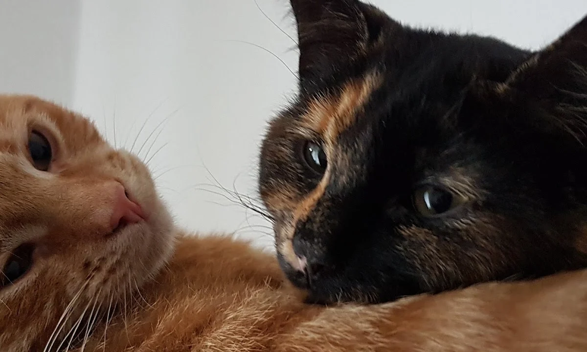 Tierarzt Vet Marco Spychala Düsseldorf