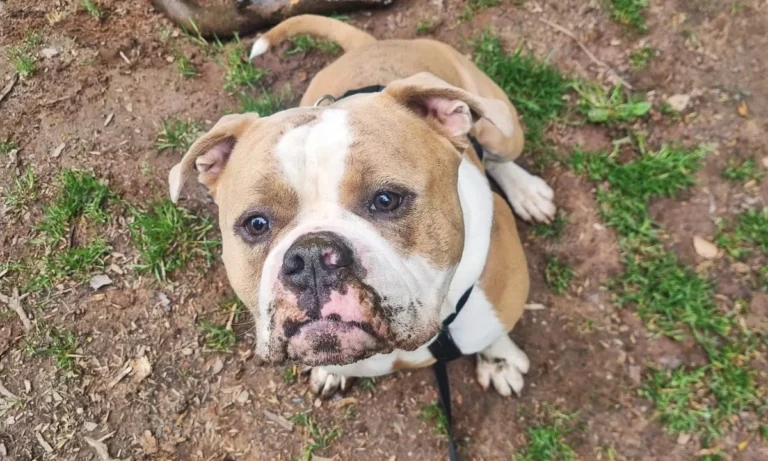 VetCare Kaiserslautern