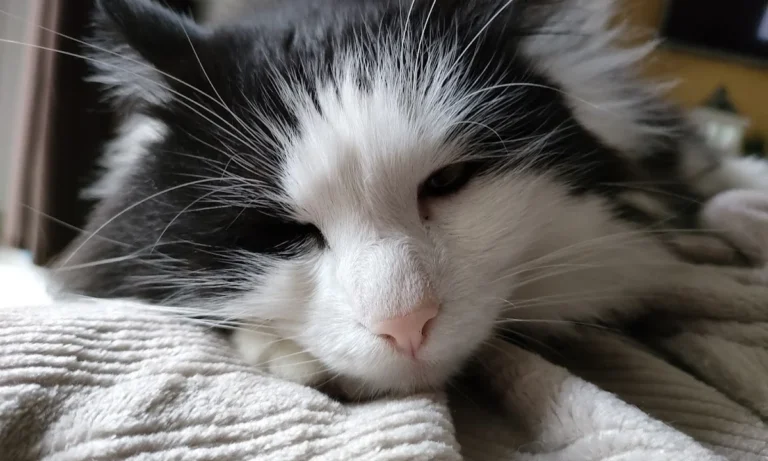 VETMEDICO - Tierärztliche Praxis Dr. Gervers