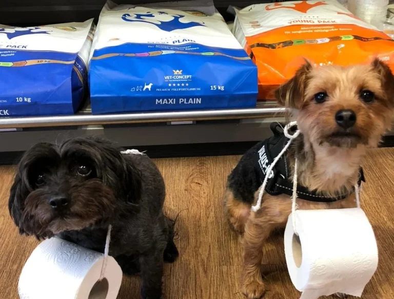 VETMEDICO - Tierärztliche Praxis Dr. Gervers