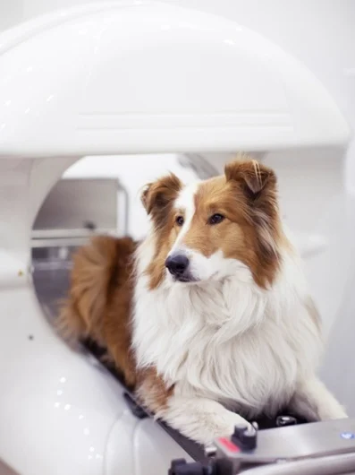 VETMEDICO - Tierärztliche Praxis Dr. Gervers