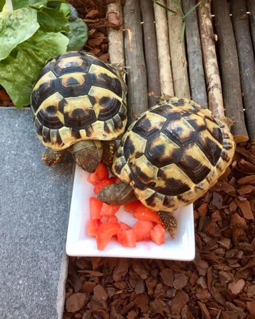 Vogel- und Reptilienpraxis Dr. Britsch