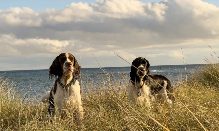 Westphalen St. Dr.med.vet.