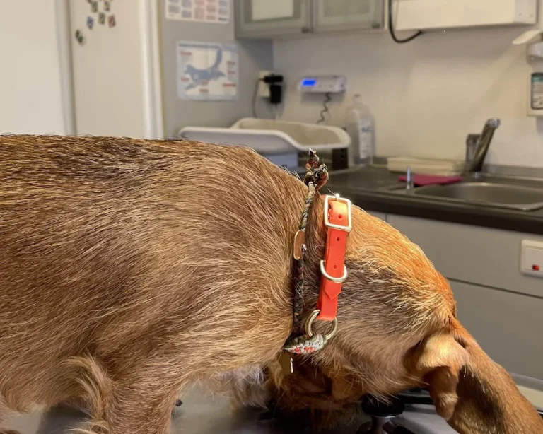 Westphalen St. Dr.med.vet.