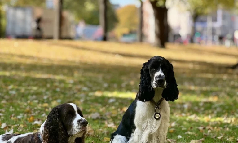 Westphalen St. Dr.med.vet.