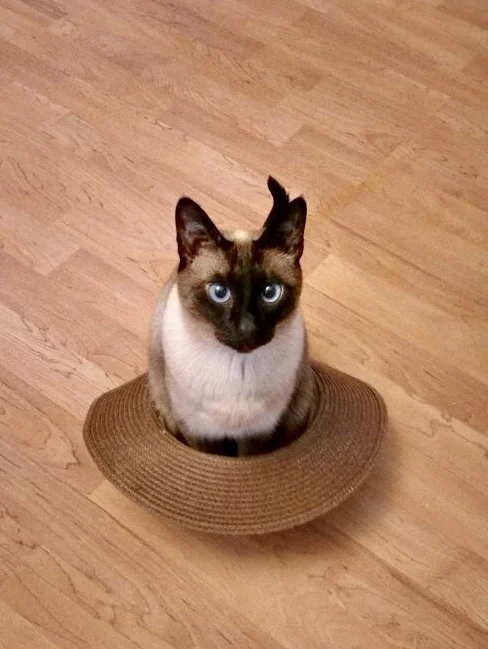 Westphalen St. Dr.med.vet.