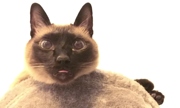 Westphalen St. Dr.med.vet.