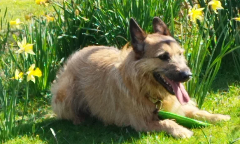 Westphalen St. Dr.med.vet.