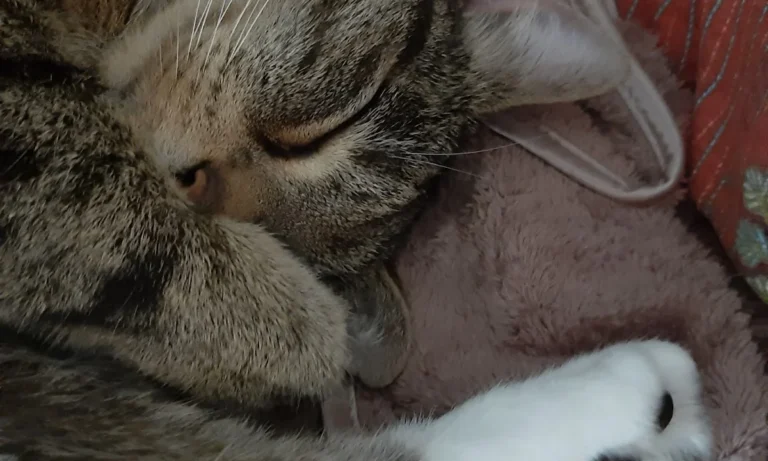 Westphalen St. Dr.med.vet.