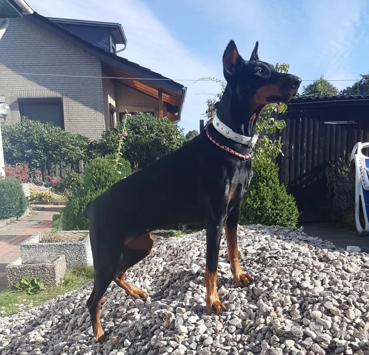 Westphalen St. Dr.med.vet.