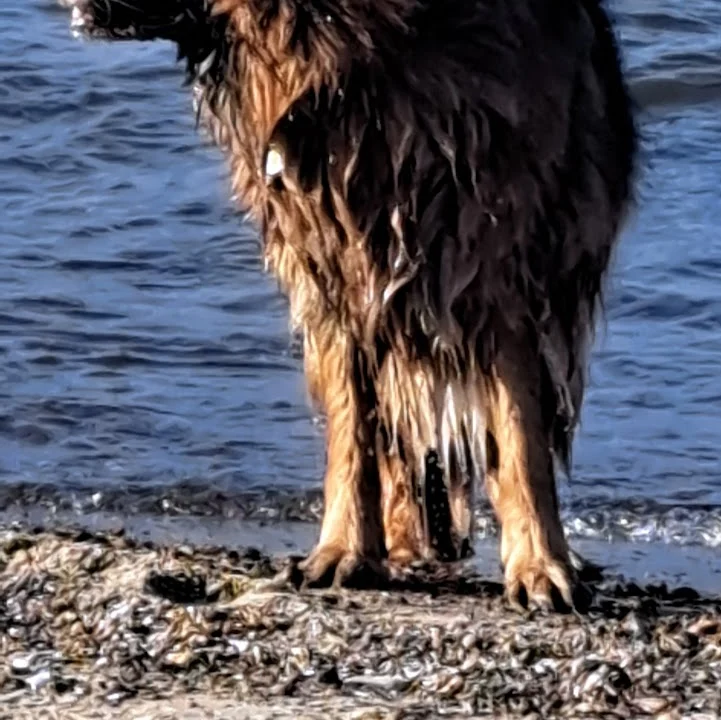 Westphalen St. Dr.med.vet.